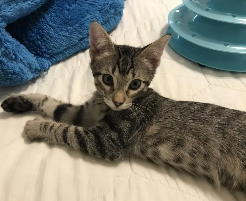 A baby medium-sized male Tabby cat named LemonPepper for adoption in Plano, TX