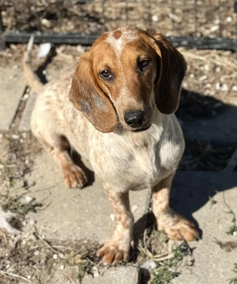 A young medium-sized female Red / Chestnut / Orange Dachshund dog named Cardi for adoption in Washington, MO