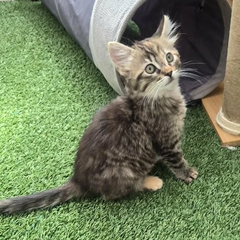 A baby small-sized female Gray / Blue / Silver Domestic Short Hair cat named Rosalia for adoption in Las Cruces, NM