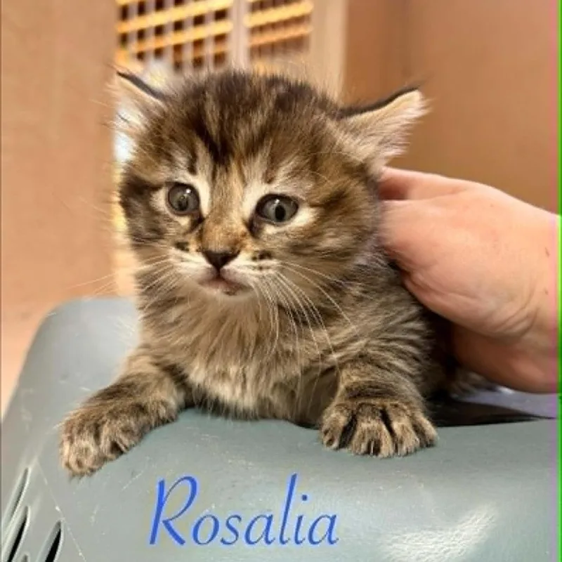 Rosalia thumbnail 2