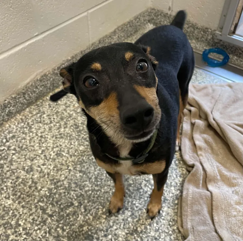 An adult small-sized male Black Miniature Pinscher dog named Switzer for adoption in Tulsa, OK