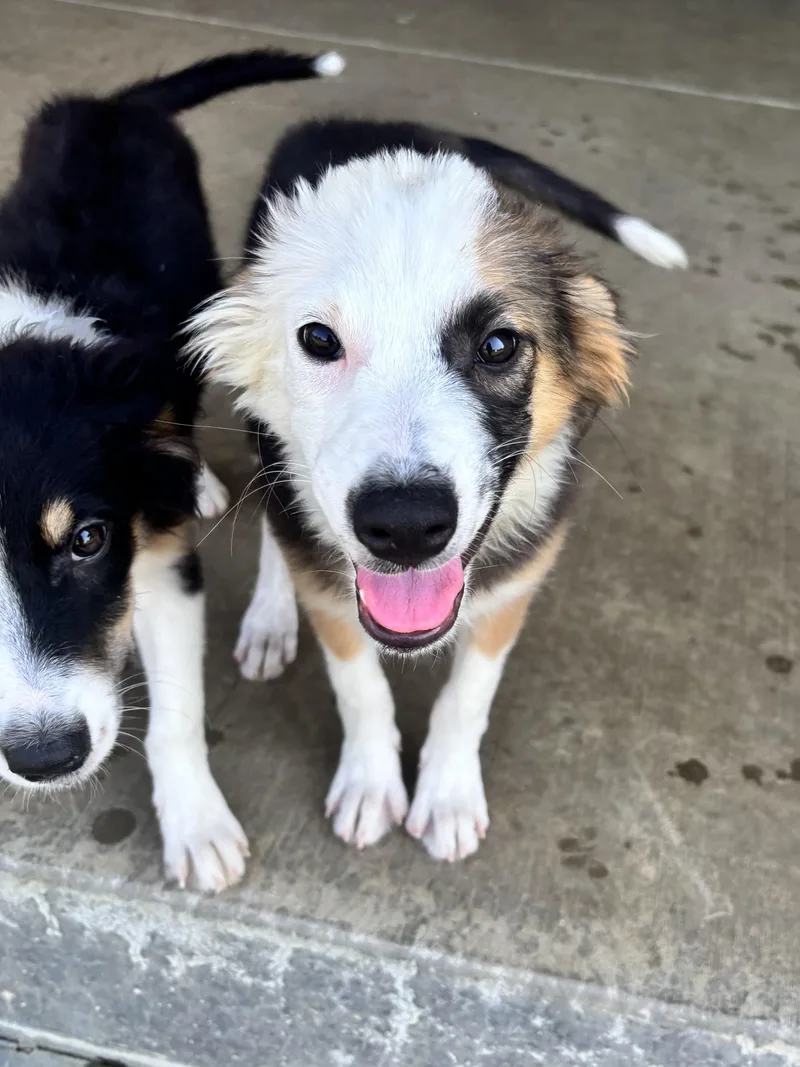 A baby small-sized female Shetland Sheepdog / Sheltie dog named Romy for adoption in Lexington, KY