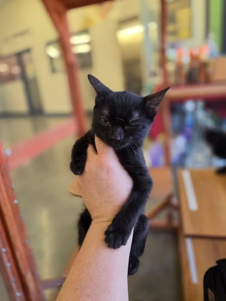 A baby medium-sized male Domestic Short Hair cat named Ramen for adoption in Tampa, FL