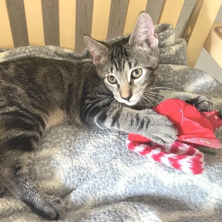 A baby medium-sized male Black American Shorthair cat named Chatty for adoption in Freeport, FL