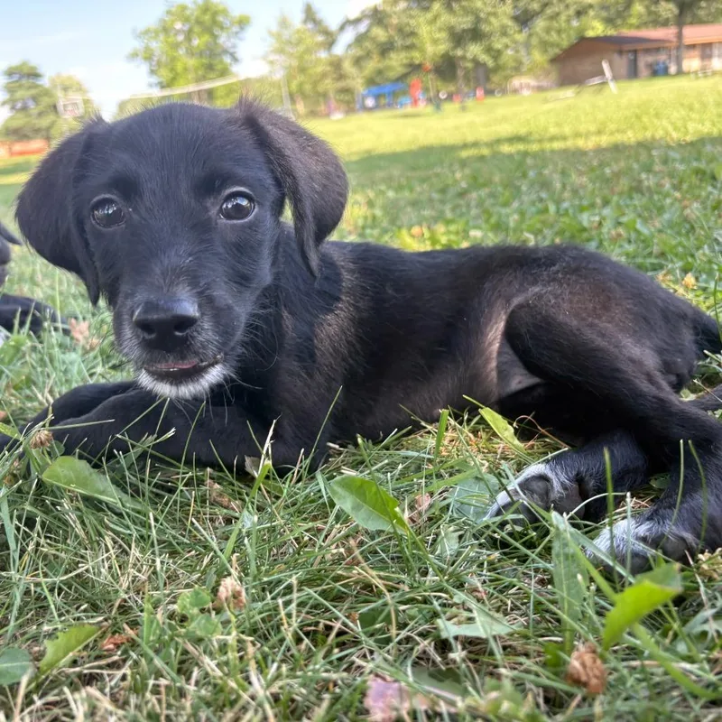 A baby medium-sized female Black Retriever dog named Dilly Dally D for adoption in Minnetonka, MN