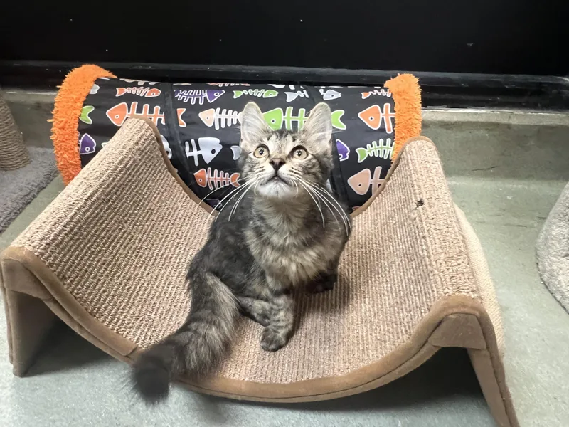 A baby medium-sized male Maine Coon cat named Aires for adoption in Palmetto, FL