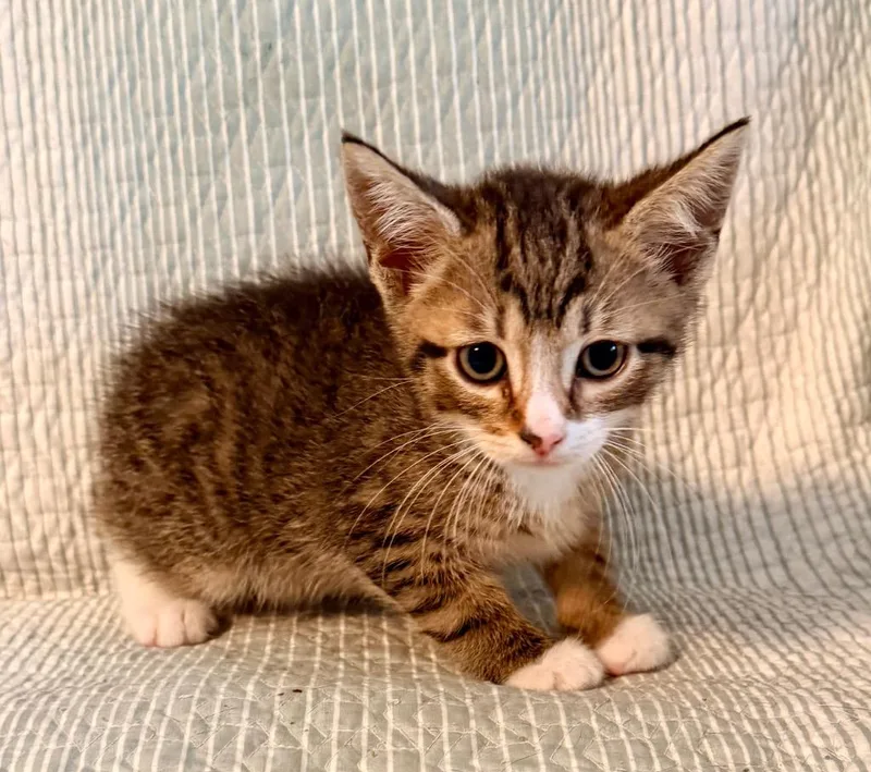 A baby medium-sized male Domestic Short Hair cat named Alvin for adoption in New York, NY