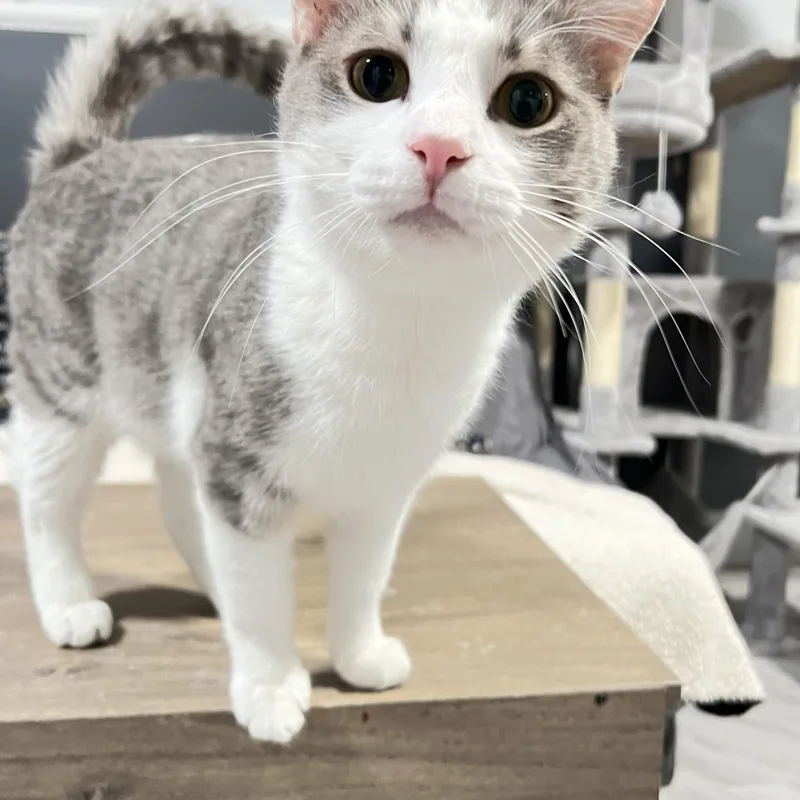 An adult medium-sized male Tabby (Gray / Blue / Silver) Domestic Short Hair cat named Walter for adoption in Mesa, AZ