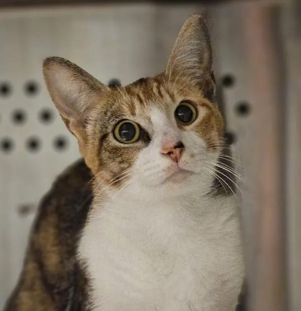 A young small-sized female Domestic Short Hair cat named Mama Cheerio for adoption in Oakland, CA