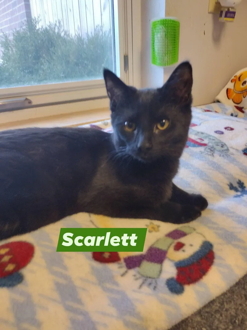 A young medium-sized female Domestic Short Hair cat named Scarlett for adoption in Monroe, OH