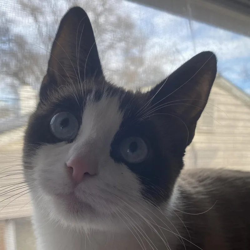 A young medium-sized female Brown / Chocolate Snowshoe cat named Periwinkle for adoption in Matteson, IL