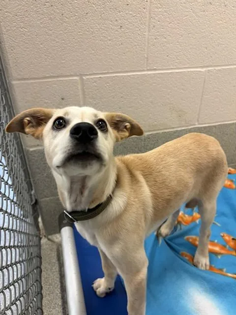 A baby small-sized male Labrador Retriever dog named Wyatt for adoption in Statesville, NC