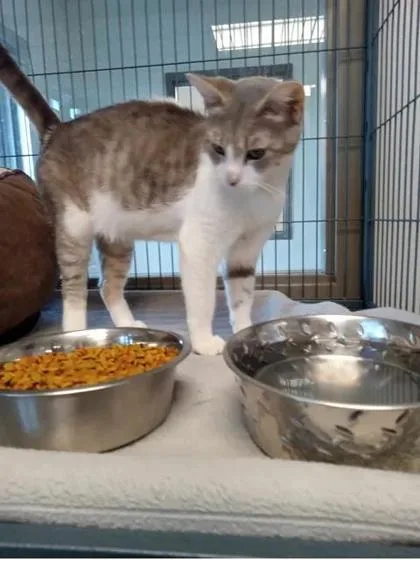 A young small-sized female Domestic Short Hair cat named Gabby for adoption in Aberdeen, SD