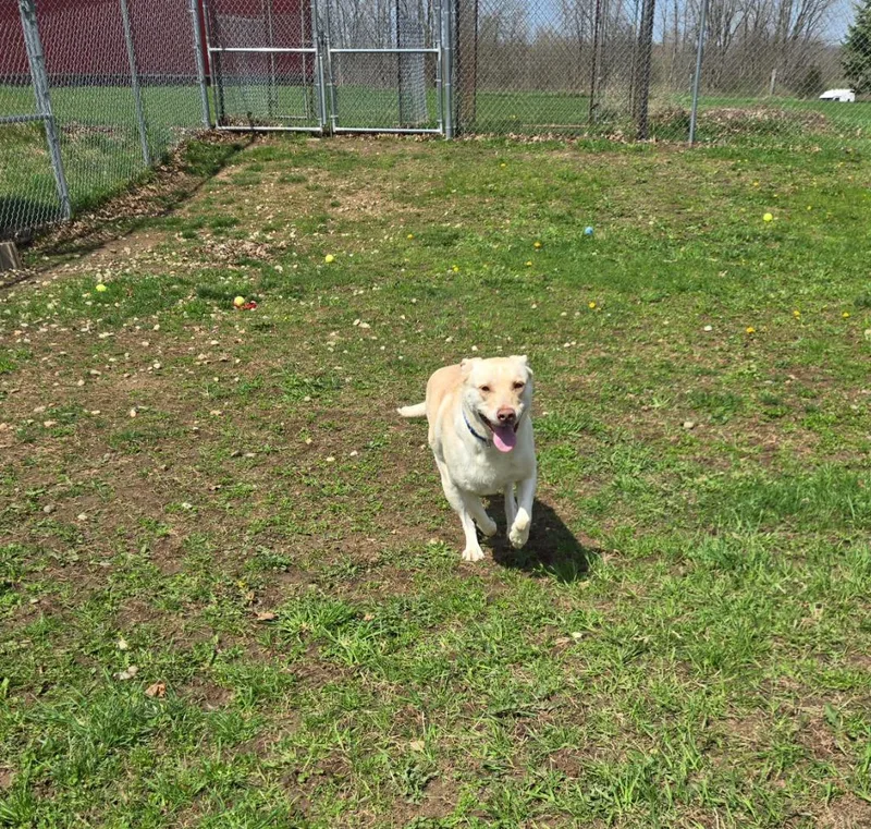 Harley
