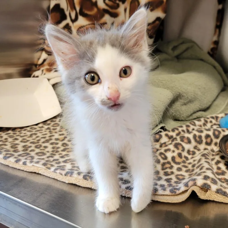 A baby small-sized female Gray / Blue / Silver Domestic Long Hair cat named Sweet Pea for adoption in Nashville, IN