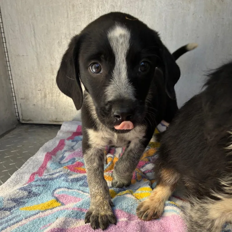 A baby small-sized male Black Mixed Breed dog named Neigh for adoption in Greensboro, NC