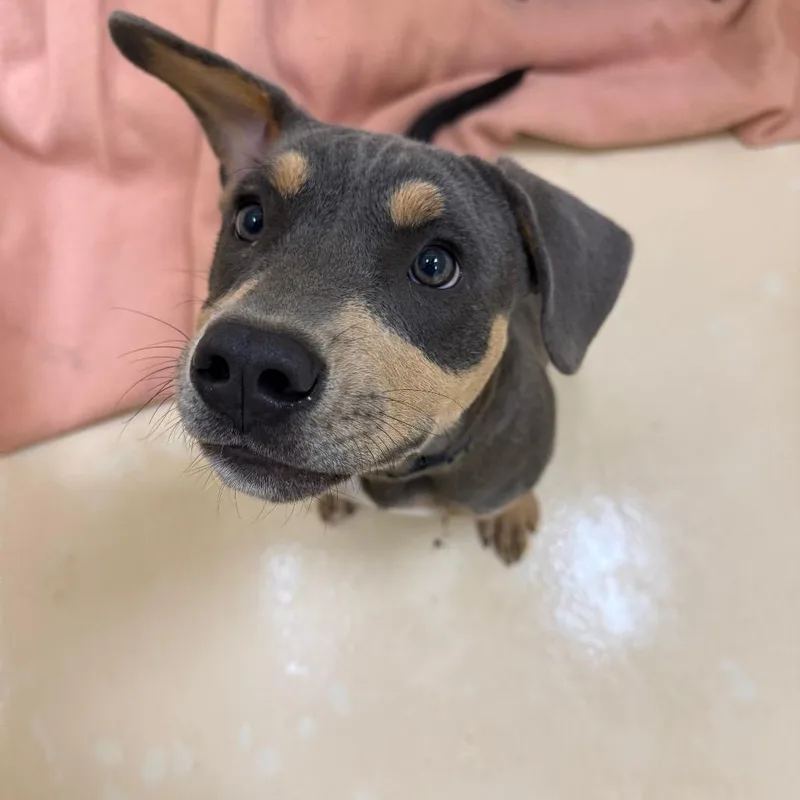A baby small-sized male Gray / Blue / Silver Mixed Breed dog named Scrappy for adoption in Winston-Salem, NC