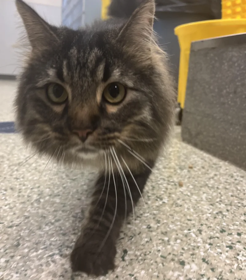 An adult medium-sized male Tabby (Brown / Chocolate) Domestic Long Hair cat named Prince Asparagus for adoption in Cedar Rapids, IA