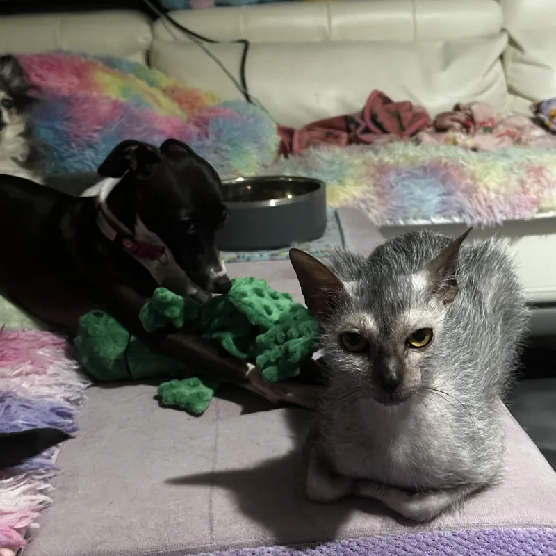 A young medium-sized female Lykoi cat named Grim for adoption in Cypress, TX