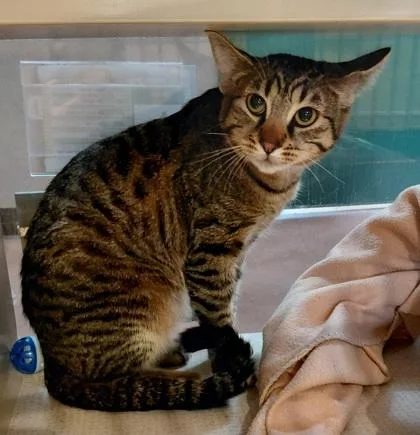 A young medium-sized female Tabby (Brown / Chocolate) Domestic Short Hair cat named Tinkerbell for adoption in Stanwood, WA