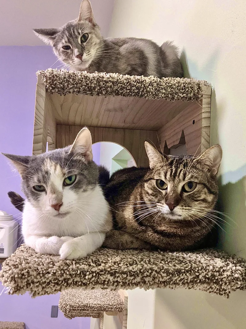 Dumpster And Marge thumbnail 2