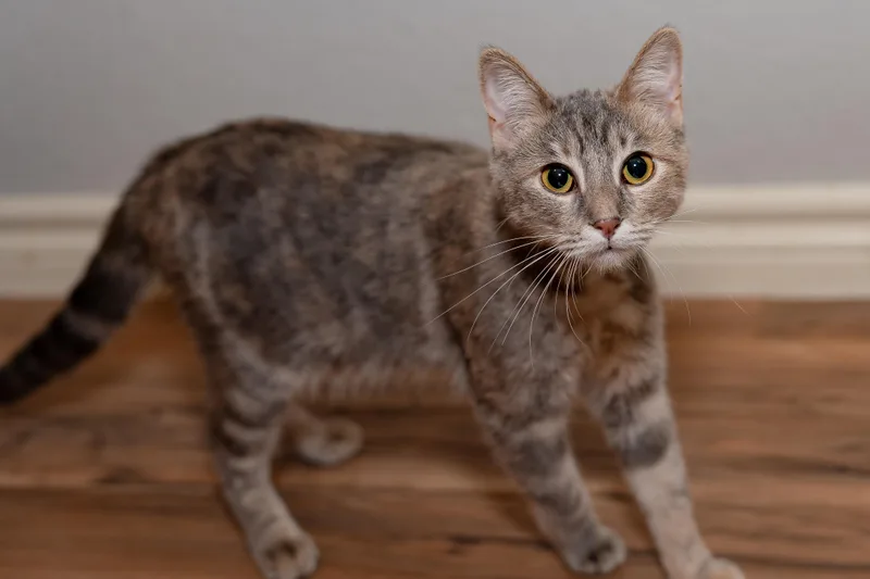 Dumpster And Marge thumbnail 3