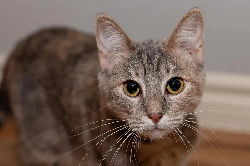 Dumpster And Marge thumbnail 4