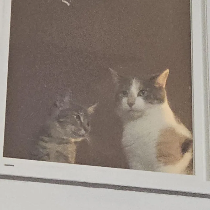 Dumpster And Marge thumbnail 5