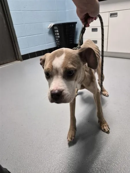 A young small-sized female Pit Bull Terrier dog named Pen for adoption in Lawrenceville, GA