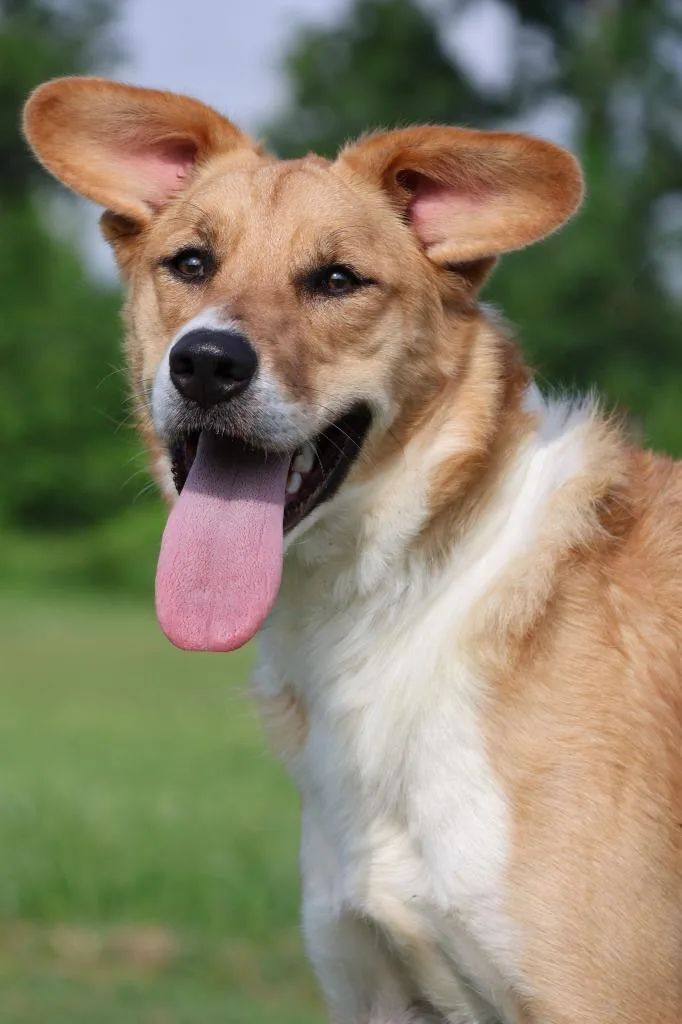 A young small-sized female Mixed Breed dog named Leona for adoption in Columbia, TN