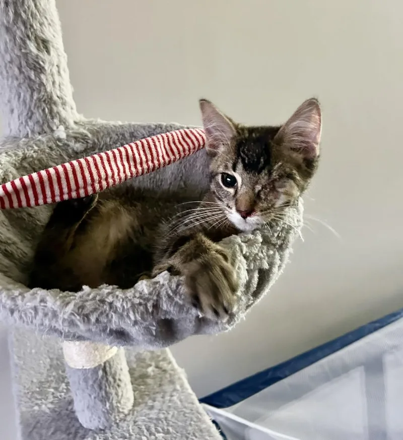 A baby small-sized male Tabby (Brown / Chocolate) Abyssinian cat named Willy for adoption in Davison, MI