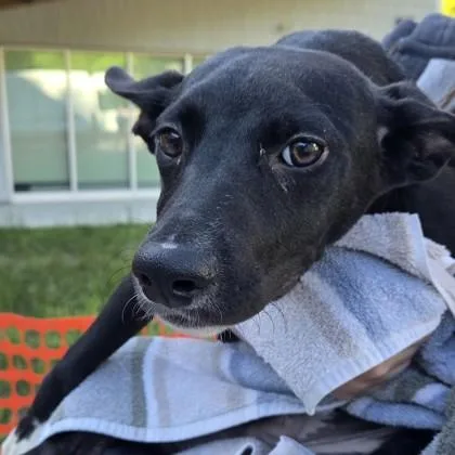A baby medium-sized male Mixed Breed dog named Peter for adoption in Voorhees, NJ