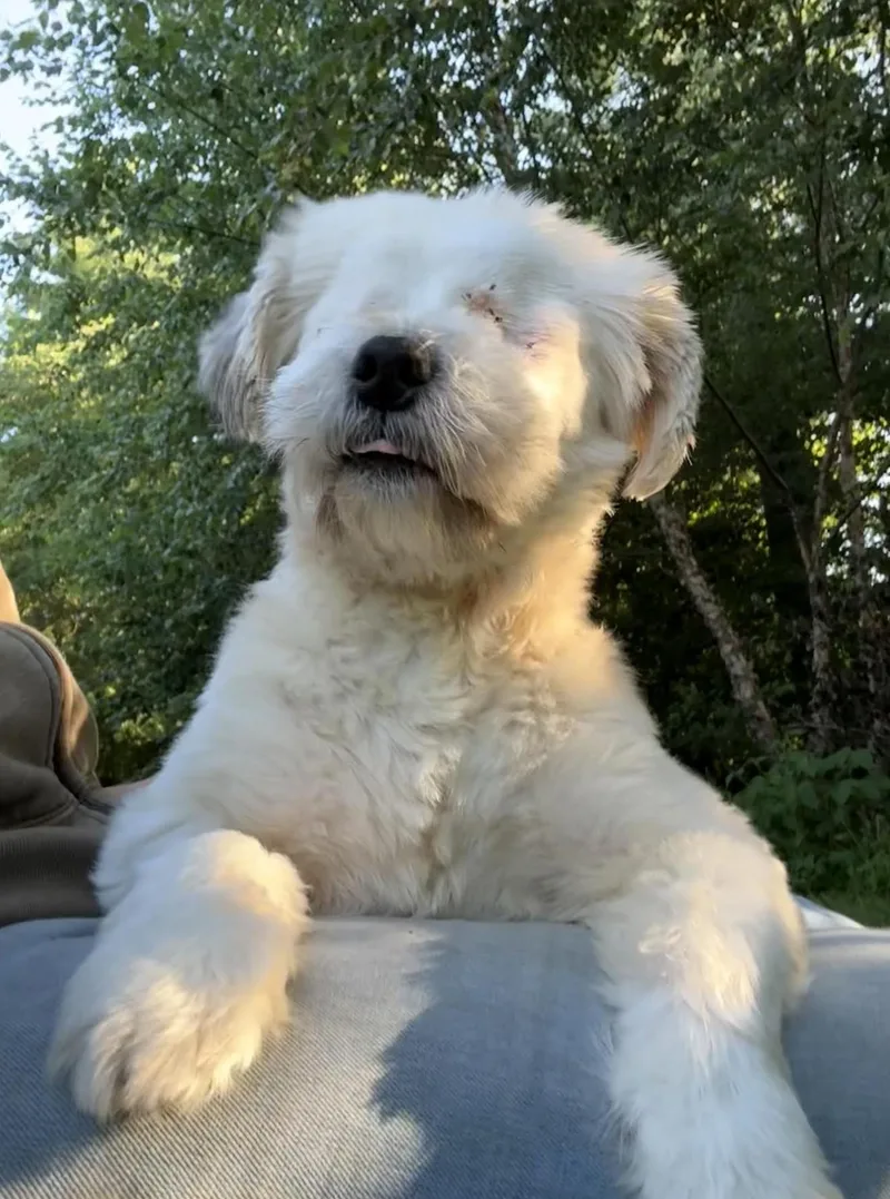 An adult small-sized male White / Cream Shih Tzu dog named Frosty Donut Local for adoption in Andover, MA