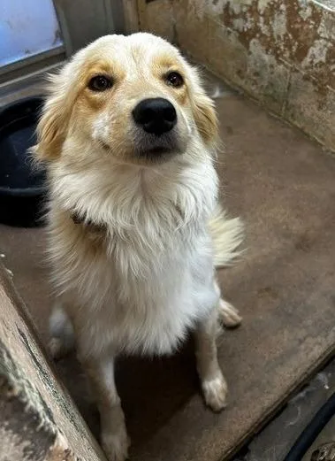 A young medium-sized female Great Pyrenees dog named Foxy for adoption in Thompson Falls, MT