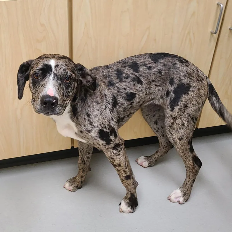 A baby large-sized female Australian Shepherd dog named Bailey Zuri for adoption in Greeneville, TN