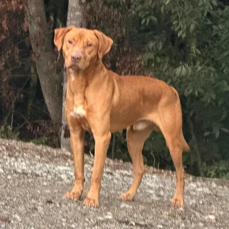 An adult medium-sized male Red / Chestnut / Orange Vizsla dog named Inigo Montoya for adoption in Greensboro, NC