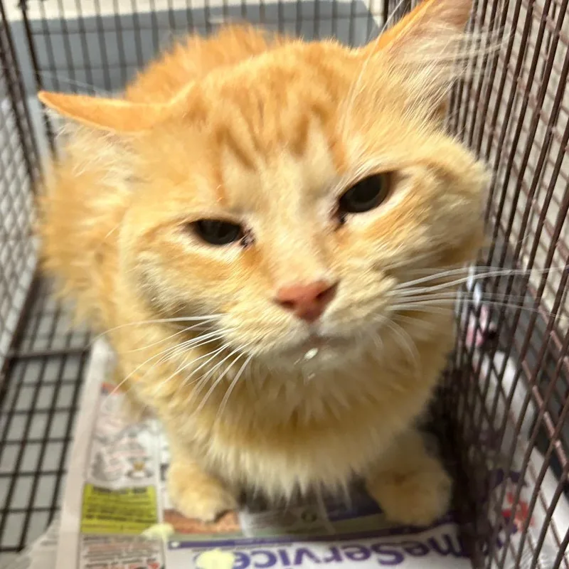 An adult medium-sized male Orange / Red Domestic Short Hair cat named Yellow Tail for adoption in Yuma, AZ