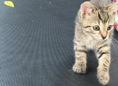 A baby small-sized female Domestic Short Hair cat named Muffin for adoption in Charlotte, NC