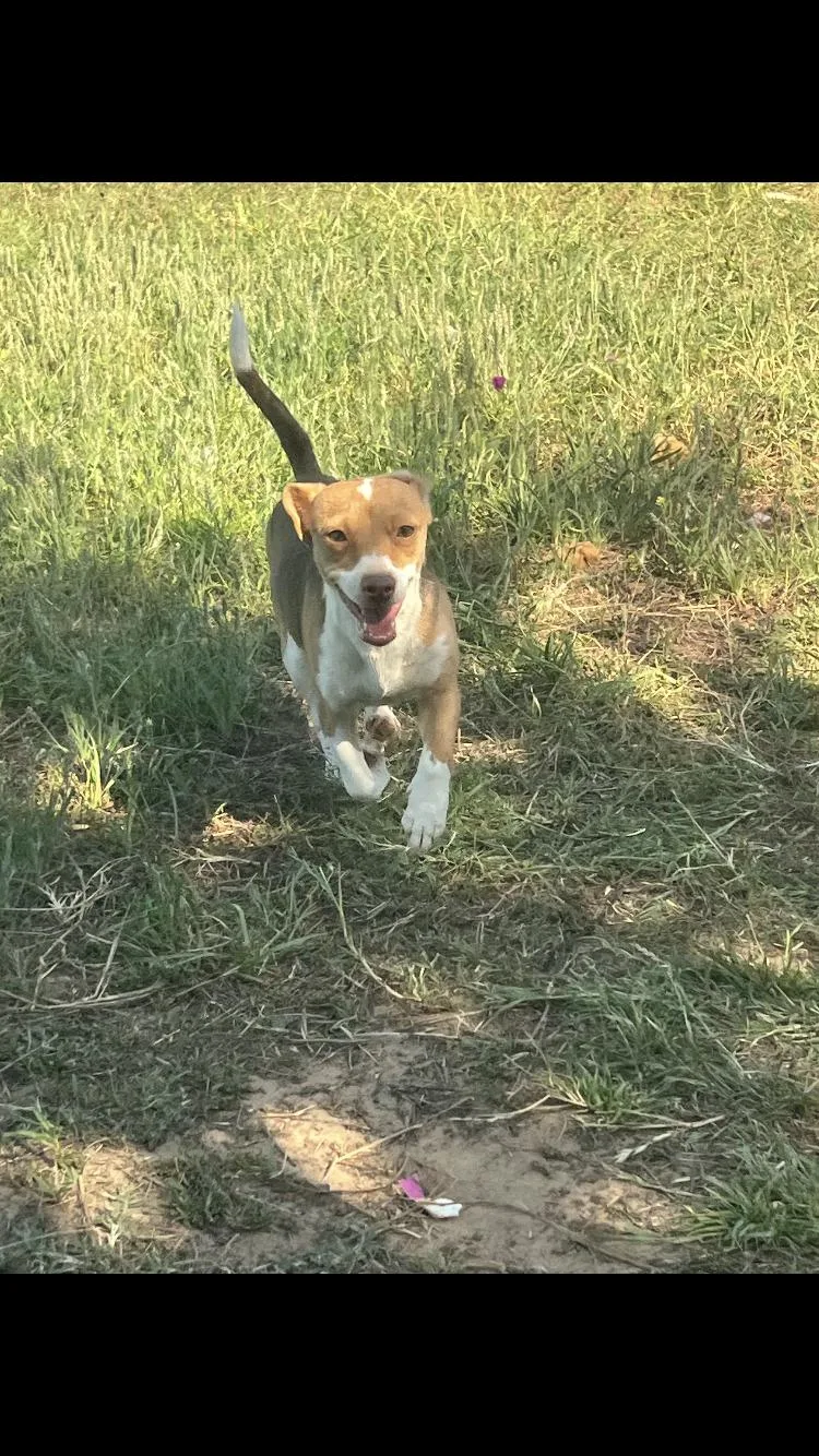 An adult small-sized female Chihuahua dog named Stawberry for adoption in Paradise, TX
