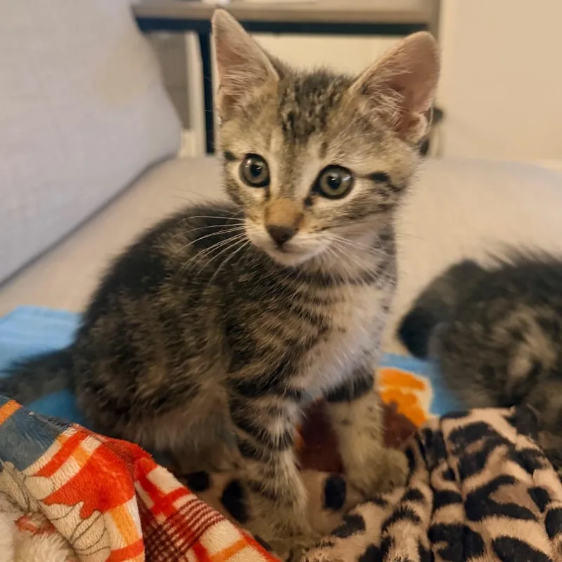 A baby small-sized male Brown / Chocolate Domestic Short Hair cat named Rocky for adoption in Park City, UT