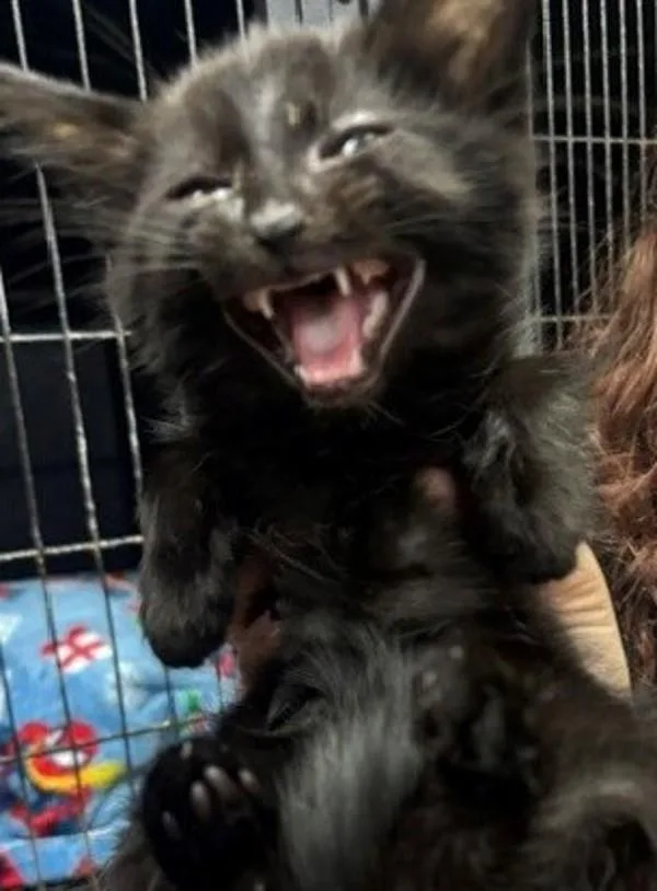 A baby medium-sized male Domestic Short Hair cat named Chuck for adoption in Campbellsville, KY