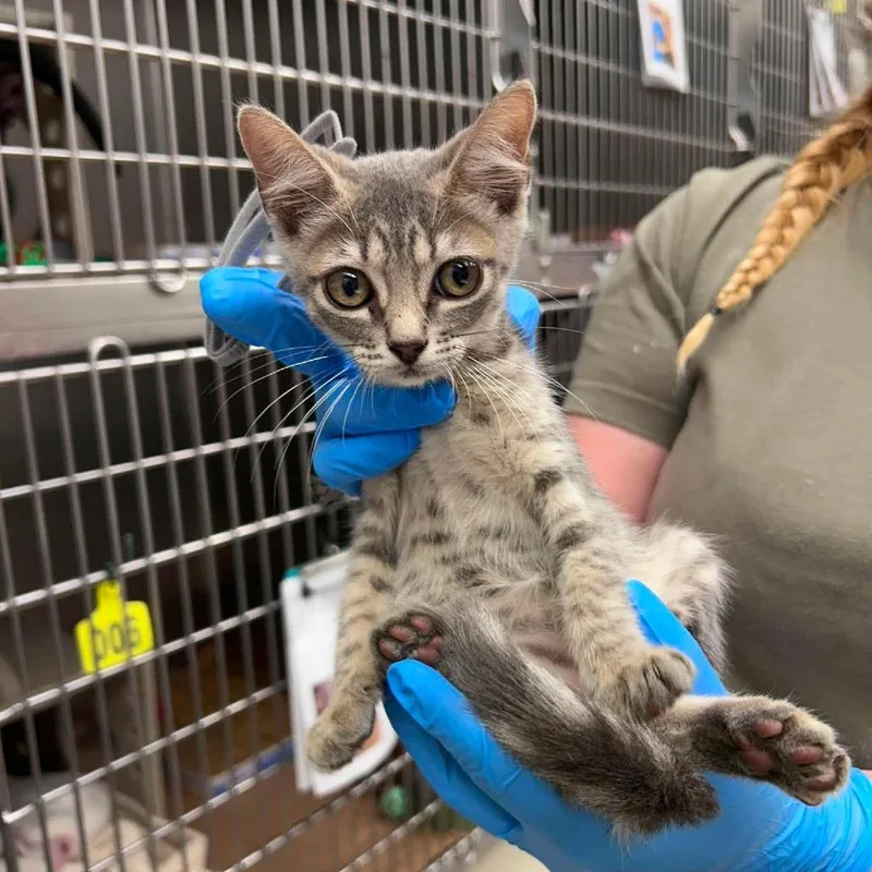 A baby small-sized female Gray / Blue / Silver Domestic Short Hair cat named Carmen for adoption in Bastrop, TX