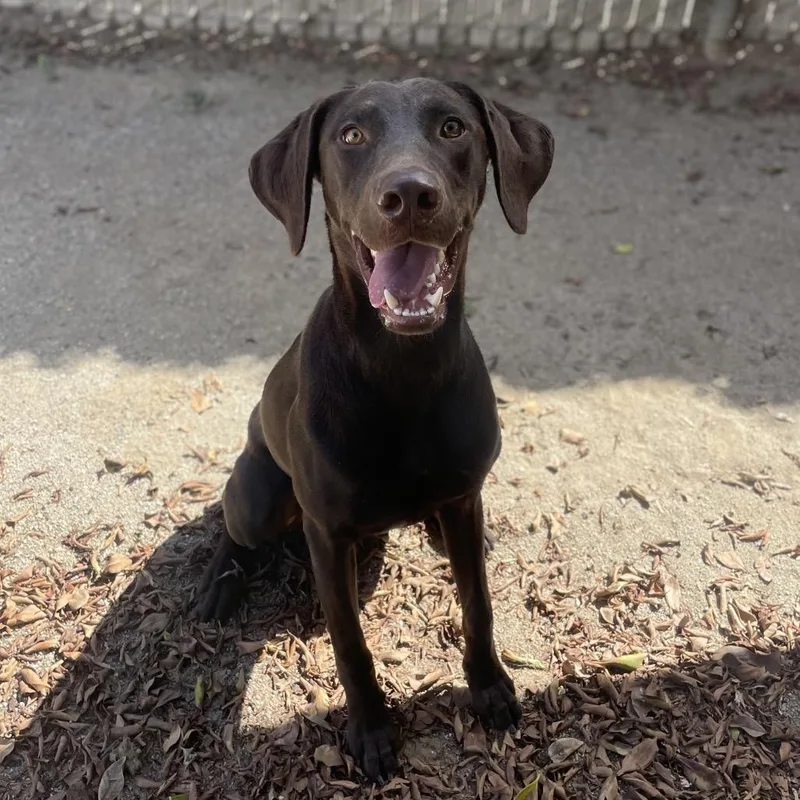 A young medium-sized male German Shorthaired Pointer dog named Romeo for adoption in Riverside, CA