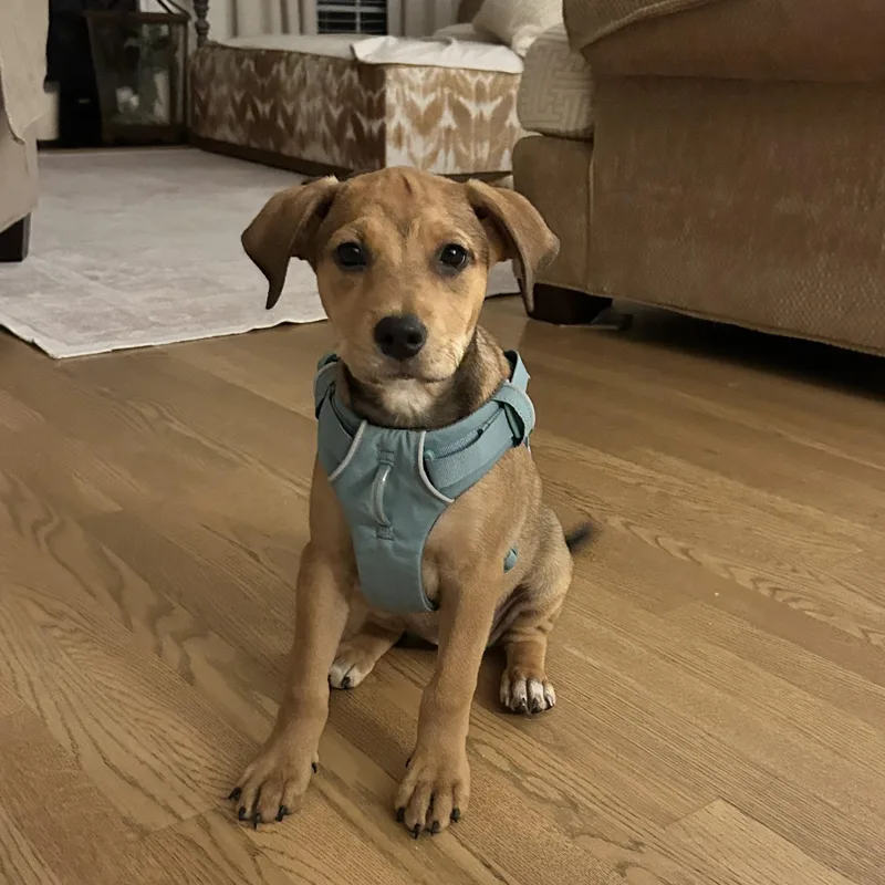 A baby medium-sized female Beagle dog named Penny for adoption in Reidsville, NC