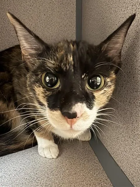 A young small-sized female Domestic Short Hair cat named Muffin for adoption in Aliquippa, PA