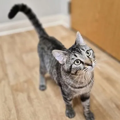A young medium-sized male Domestic Short Hair cat named Tigger for adoption in Woodstock, IL