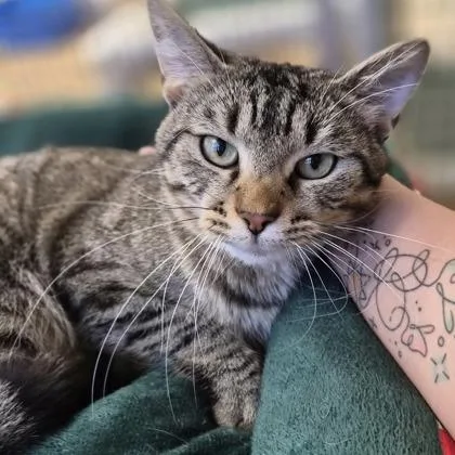 Tigger thumbnail 2