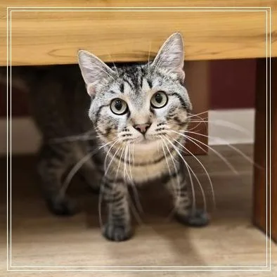 Tigger thumbnail 3