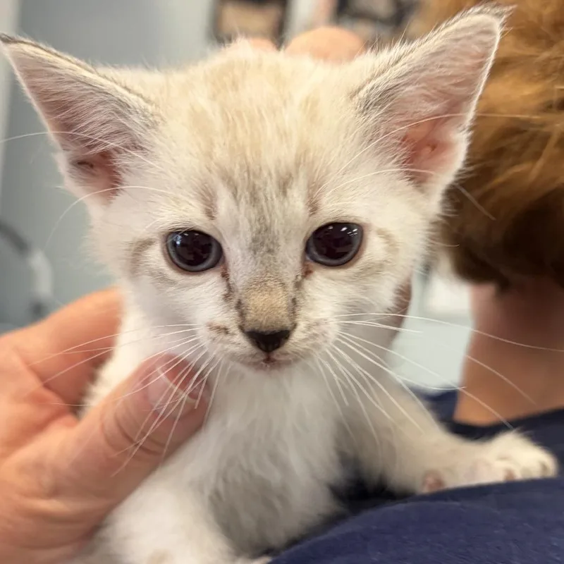 A baby small-sized female White Domestic Short Hair cat named Claire for adoption in Greensboro, GA