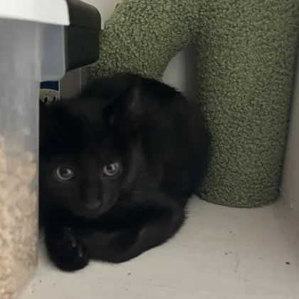 A baby small-sized male Domestic Short Hair cat named Kirk for adoption in Janesville, WI